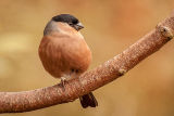 Mrs. Bullfinch