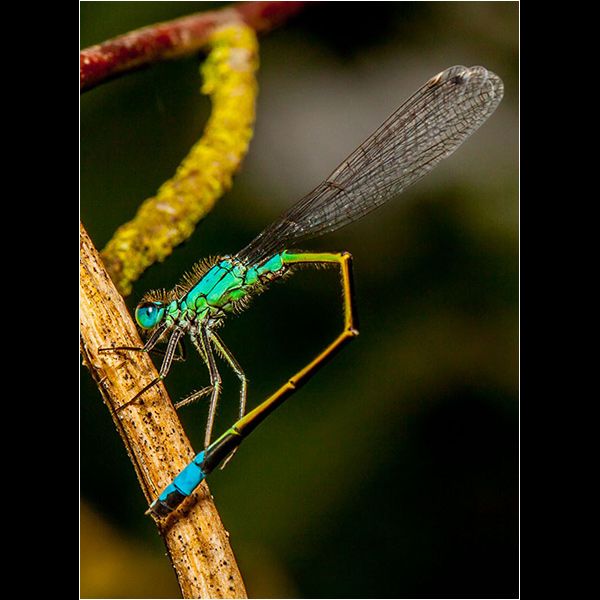Copycat Damsel Fly