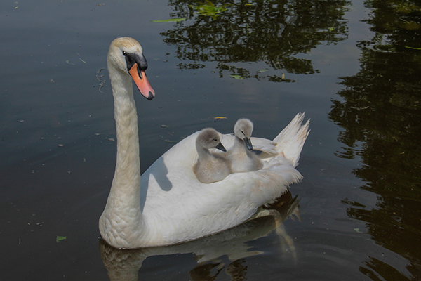 Parent Taxi