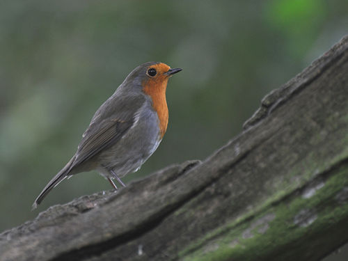 Robin
