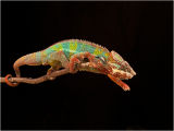Madagascan Chameleon