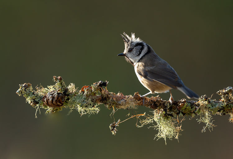 Crested Tit