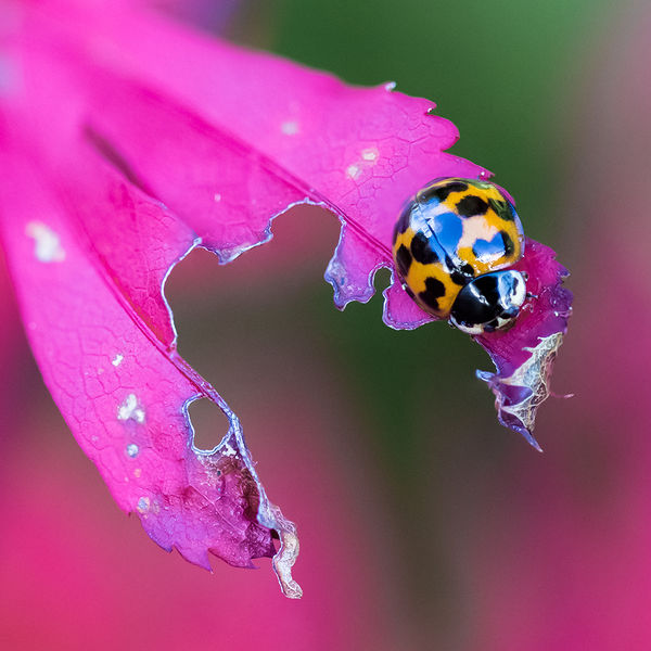 Ladybird on Acer