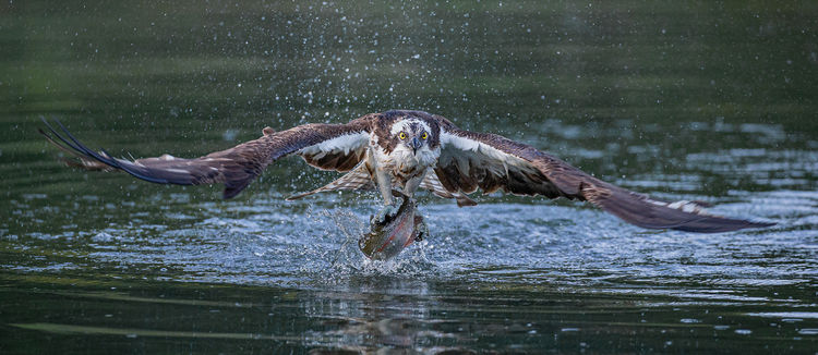Osprey with Trout