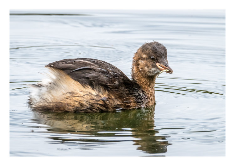 LITTLE GREBE WITH CATCH