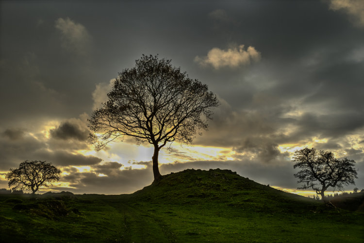 Three Trees