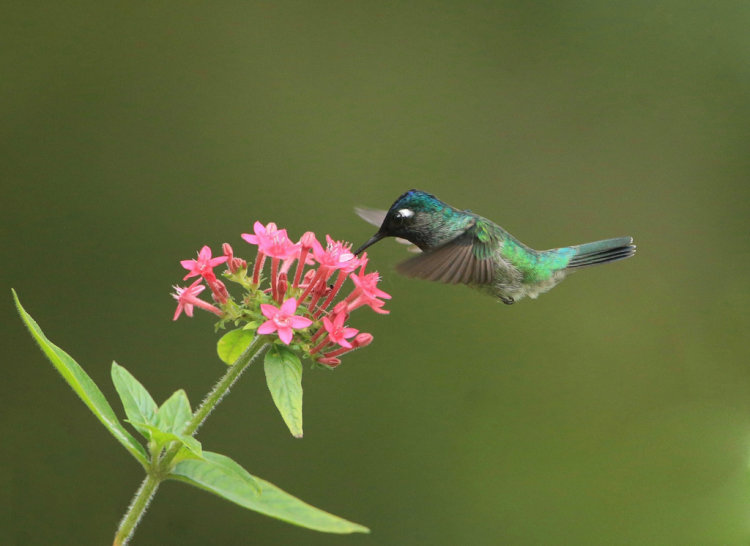 Violet Headed Humming Bird