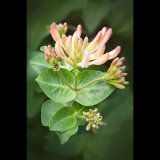 Honeysuckle
