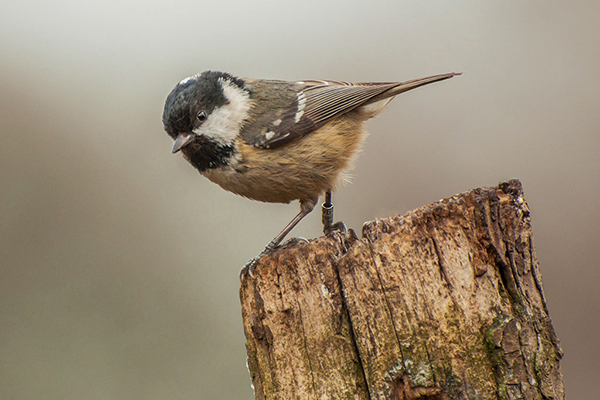 Coal Tit