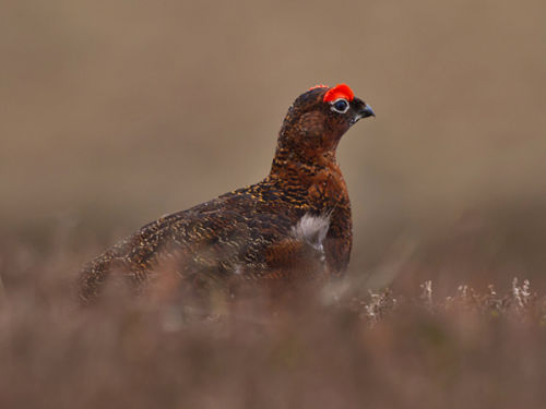 Red Grouse