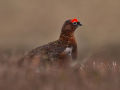 Red Grouse