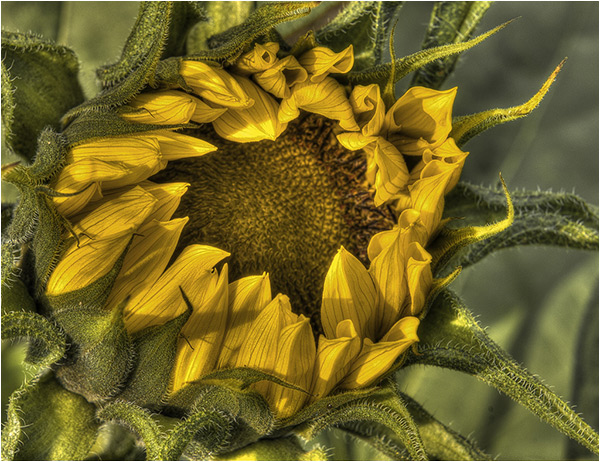 The Sunflower