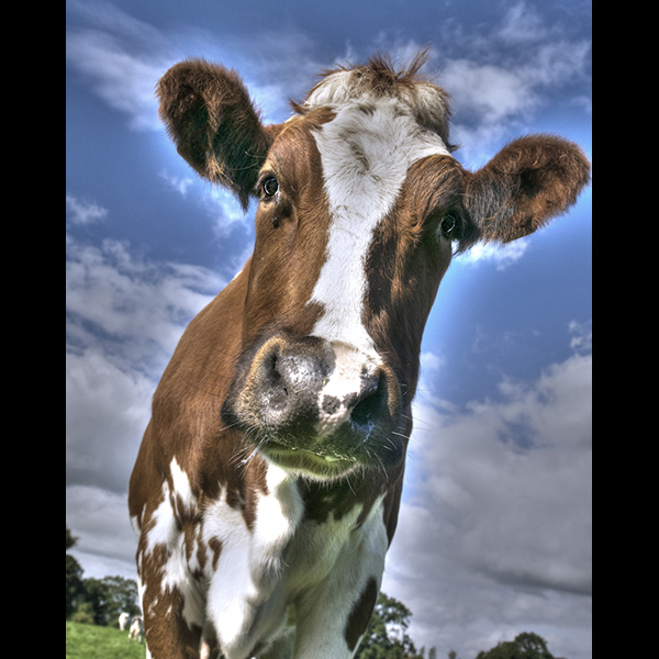 Mooo