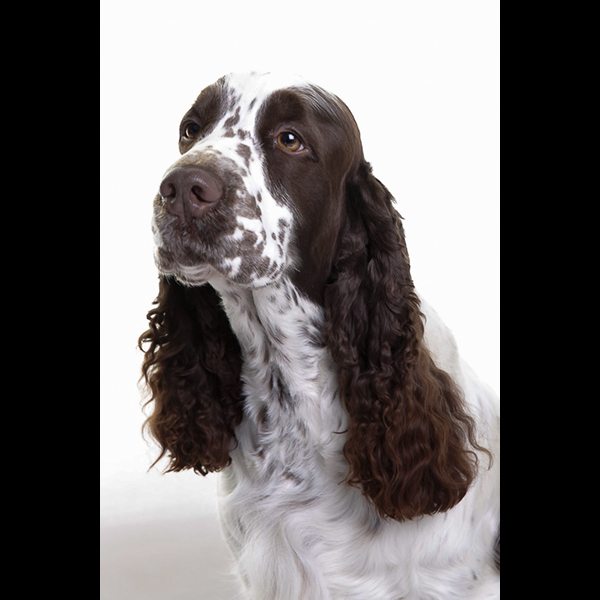 Springer Spaniel