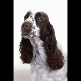 Springer Spaniel