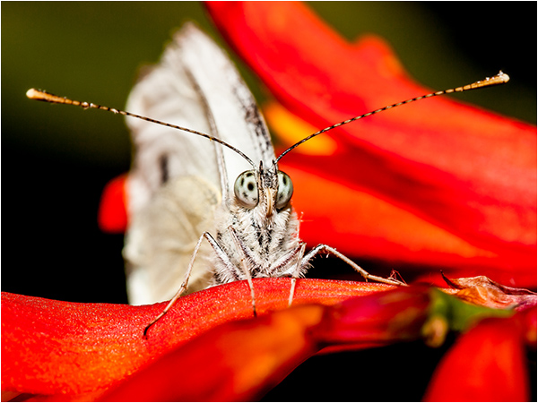Cabbage White