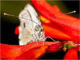 Cabbage White