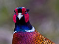 Portrait of a Pheasant