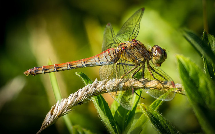 COMMON DARTER