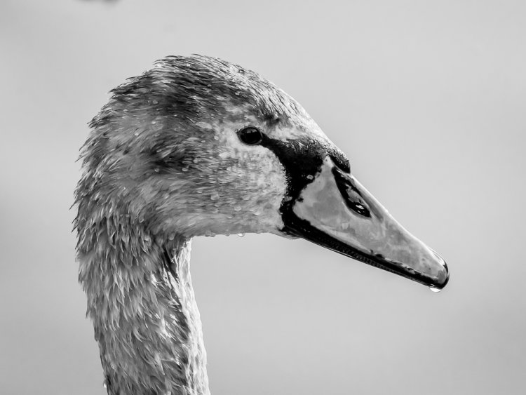 MUTE SWAN