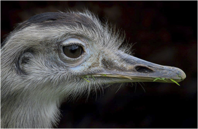 SOUTH AMERICAN RHEA