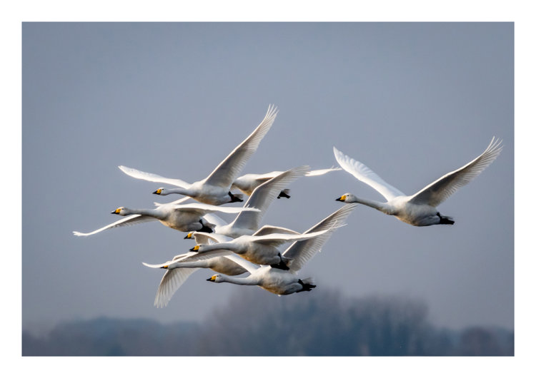 FLIGHT OF THE SWANS
