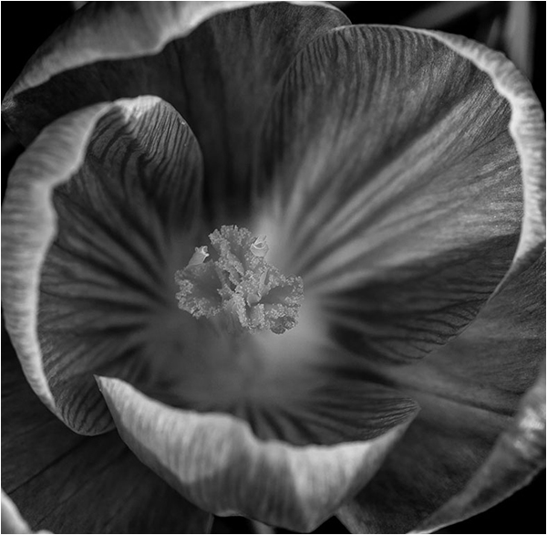 Crocus