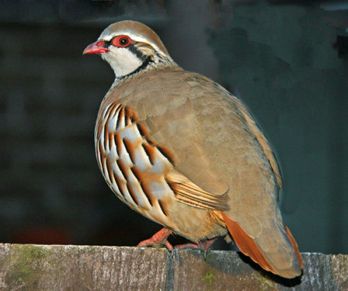 Red Legged Partridge