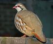 Red Legged Partridge