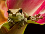 Amazonian Milk Frog