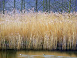 Summer Reeds