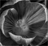 Crocus