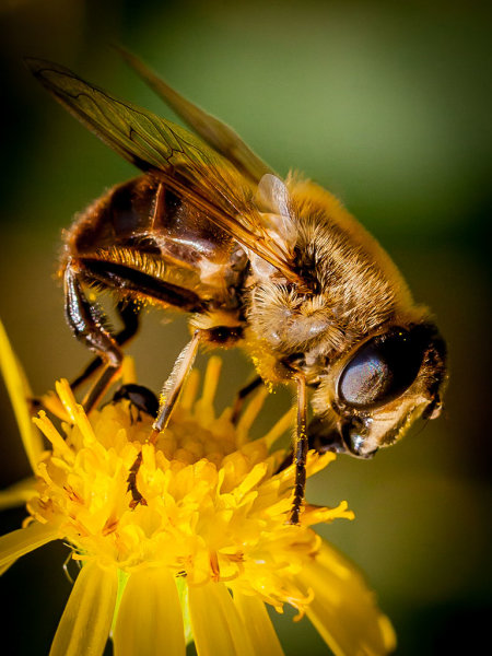 I'M JUST A BUSY BEE