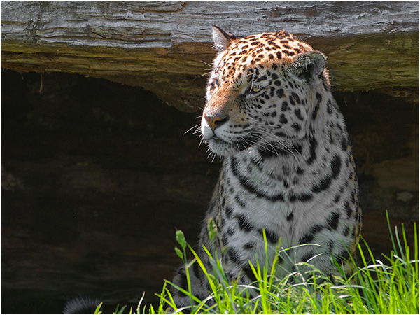 Jaguar