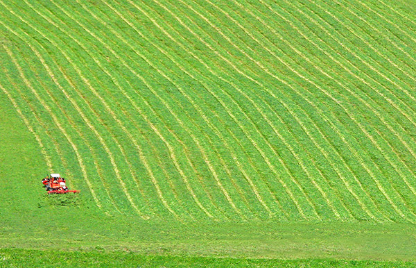 Haymaking