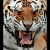 Meow