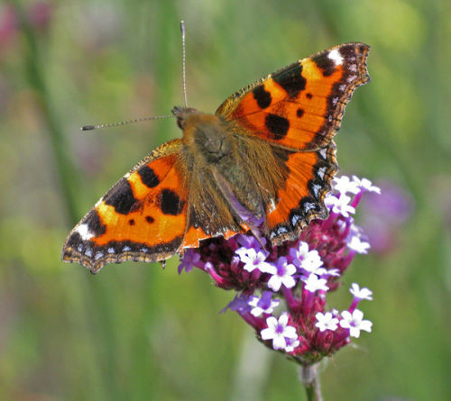 Tortoise-shell Butterfly