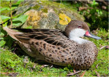 Sitting Duck (female Pintail)