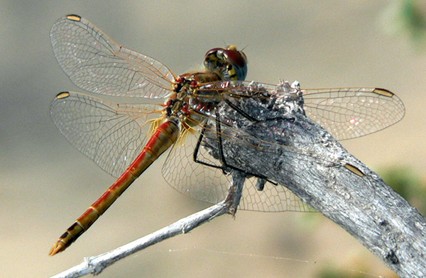 Wings