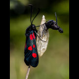 Six Spot Burnet Moth with Pupae