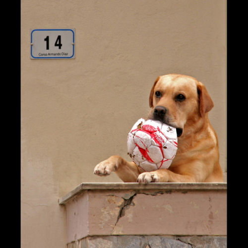 Can I Play?