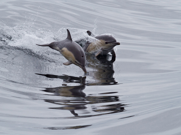 Common Dolphins
