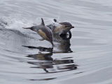 Common Dolphins