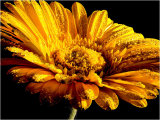 Gerbera Daisy