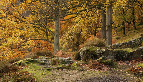 The Colours of Autumn