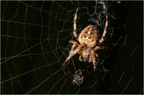 Garden Spider having Lunch