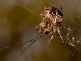 Garden Spider Feeding