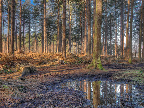 Forest Walk