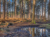 Forest Walk