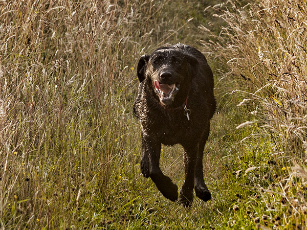 Ozzy on the Move